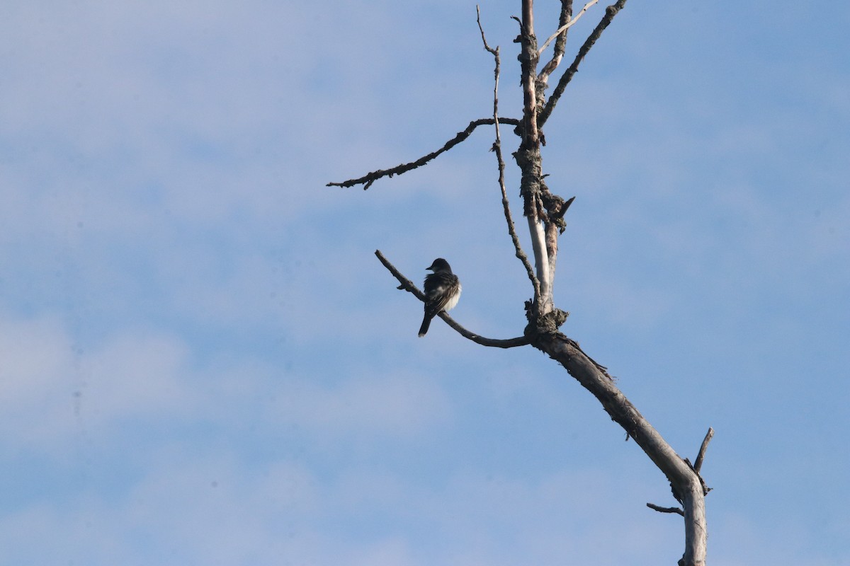 Eastern Kingbird - Keith Matthieu