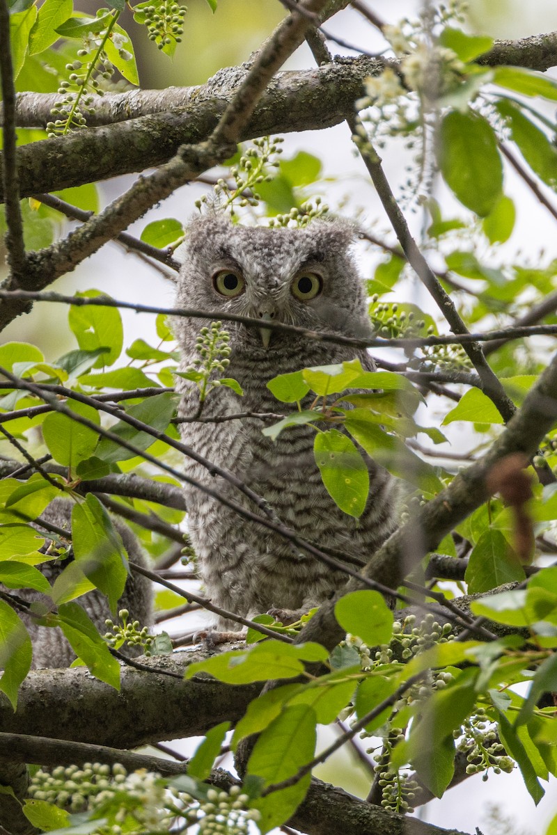 Eastern Screech-Owl - ML618458119