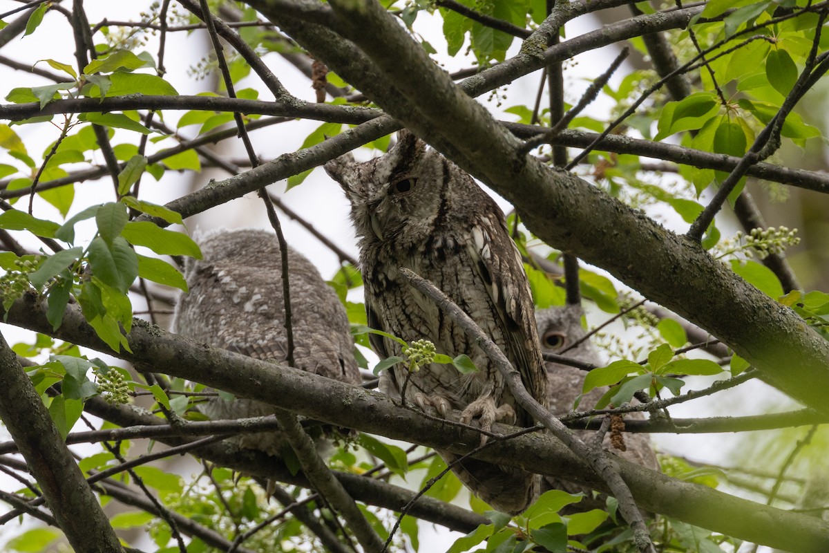 Eastern Screech-Owl - ML618458121