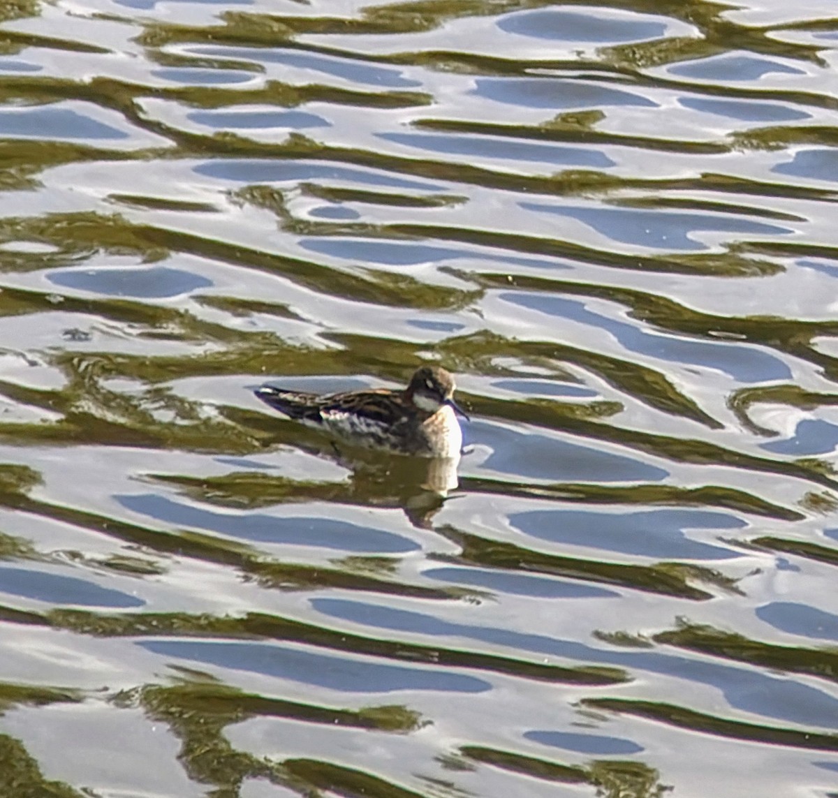 Red-necked Phalarope - Steven Hunter