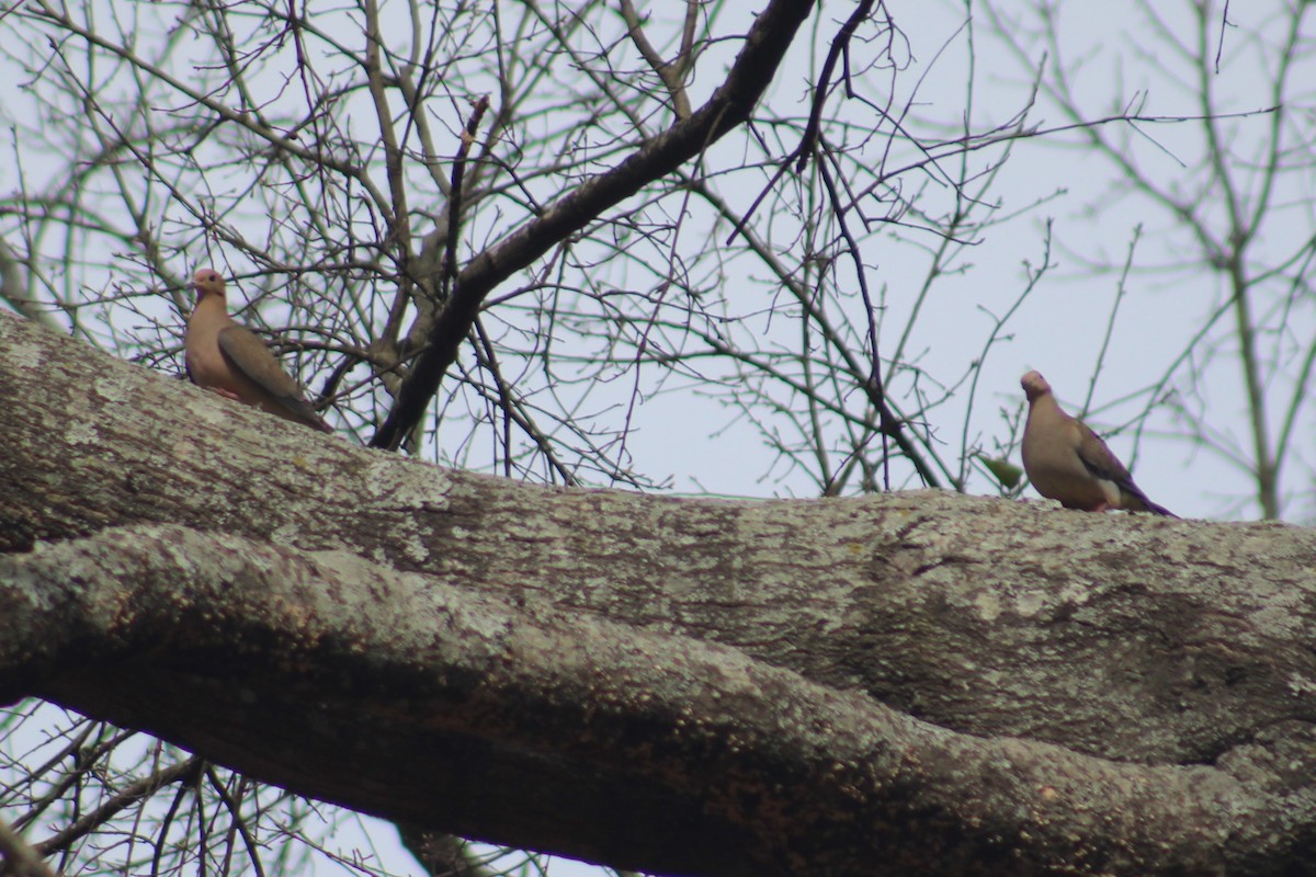 Mourning Dove - ML618458142