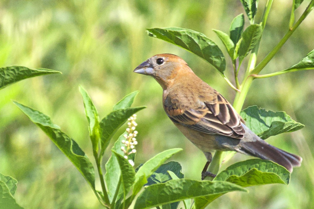 Blue Grosbeak - Tibbett Speer