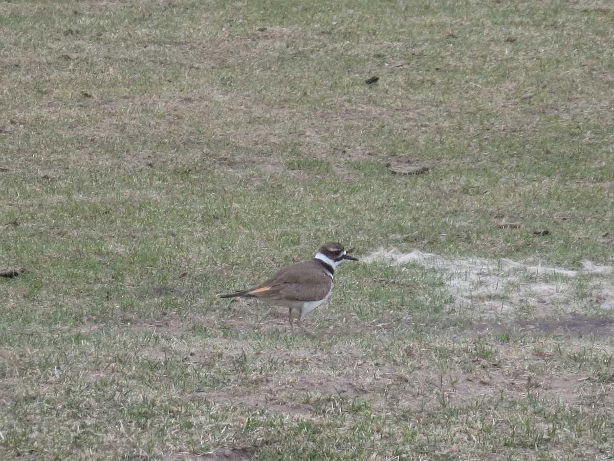 Killdeer - ML618458164