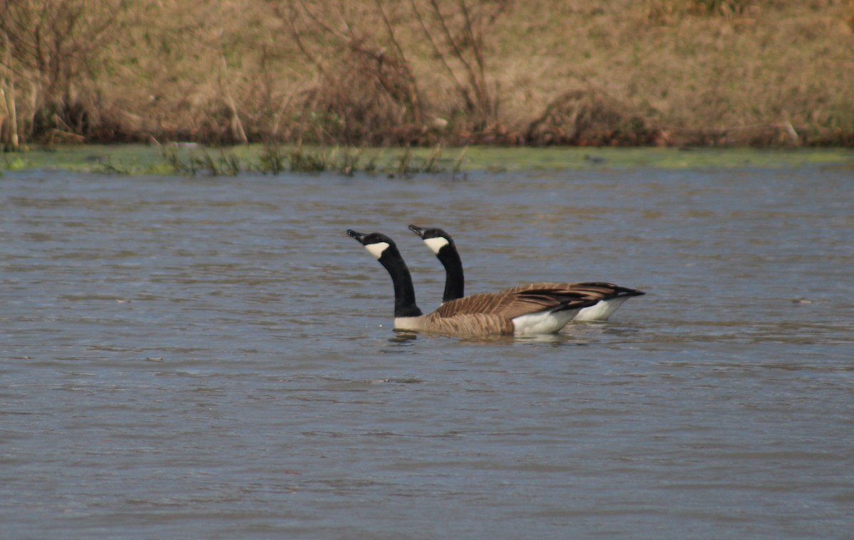 Canada Goose - ML618458180