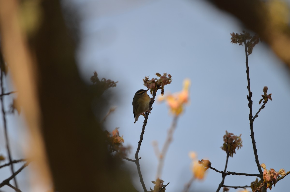 Worm-eating Warbler - Casey Manera