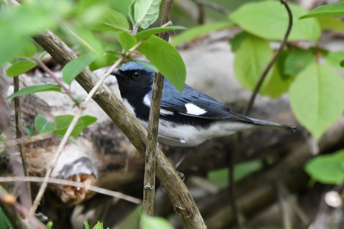 Black-throated Blue Warbler - Donna Carter