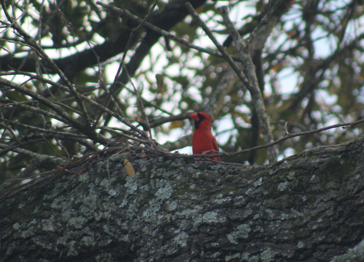 Northern Cardinal - ML618458252