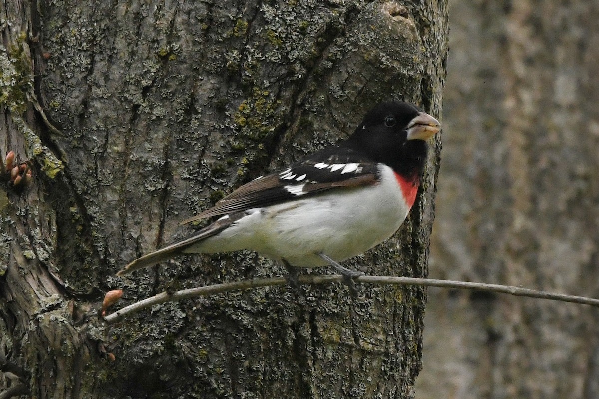 Rose-breasted Grosbeak - Donna Carter