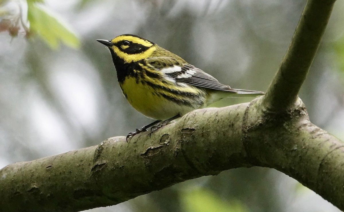 Townsend's Warbler - ML618458279