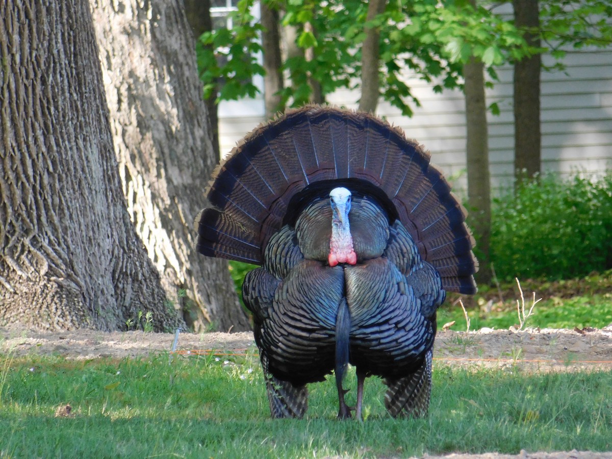 Wild Turkey - ML618458299