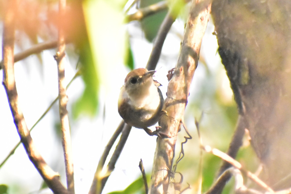 White-bellied Wren - ML618458303