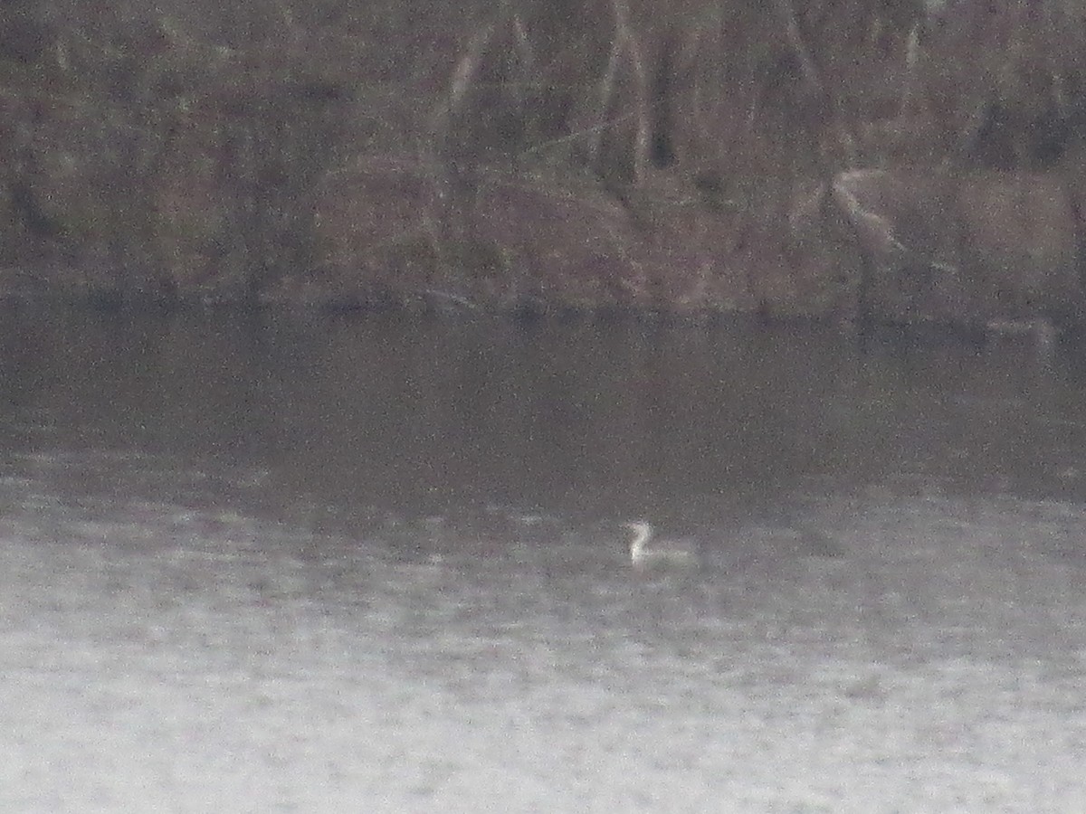 Red-throated Loon - ML618458312