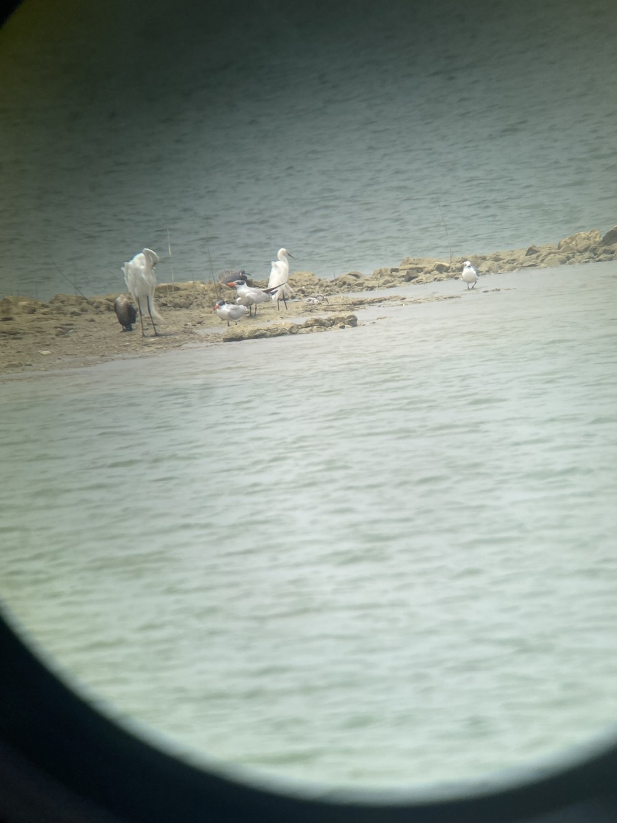 Гурвалж элсэг - ML618458321