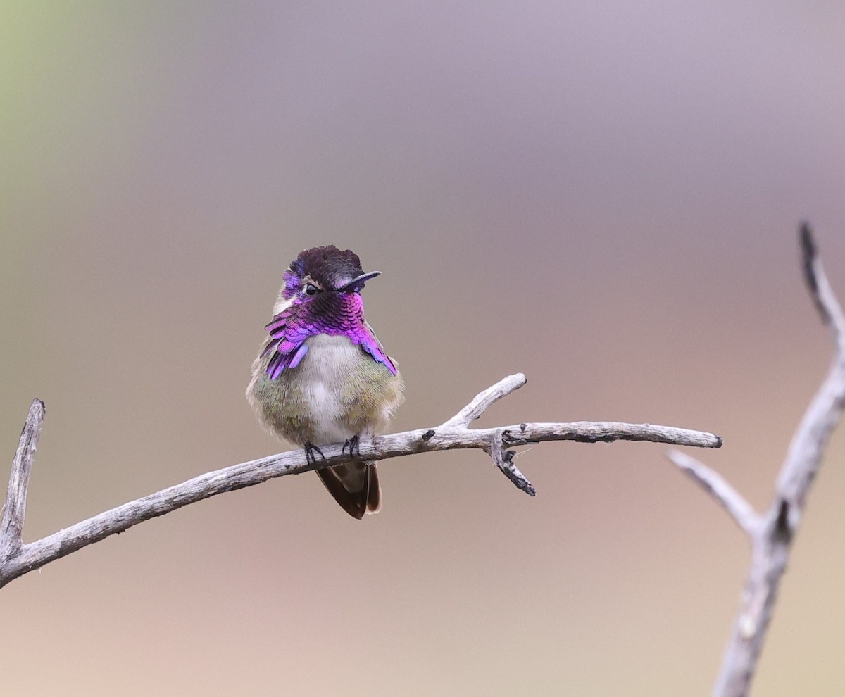 Costa's Hummingbird - ML618458333