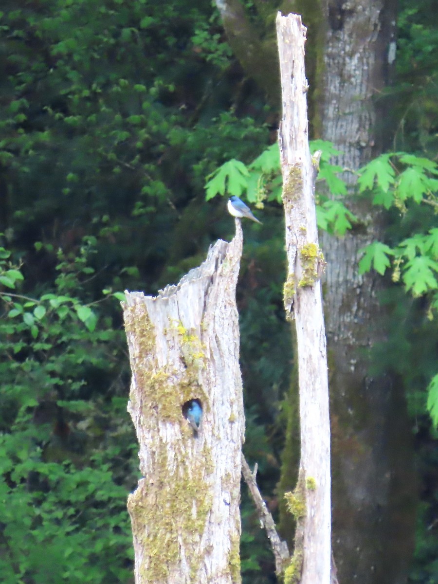 Tree Swallow - Diane Yorgason-Quinn