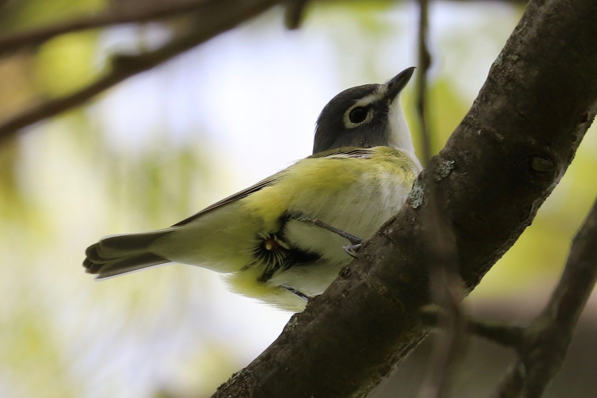 Mavi Başlı Vireo - ML618458366