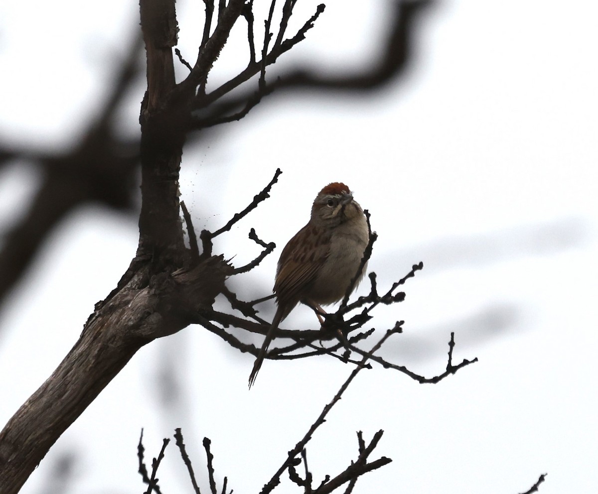 Rufous-crowned Sparrow - Amanda Gaskin