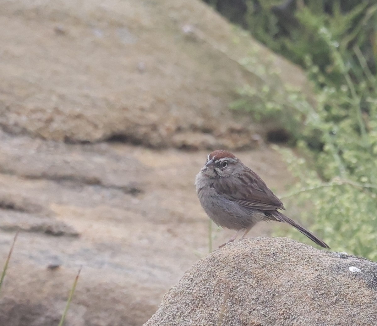 Rufous-crowned Sparrow - Amanda Gaskin