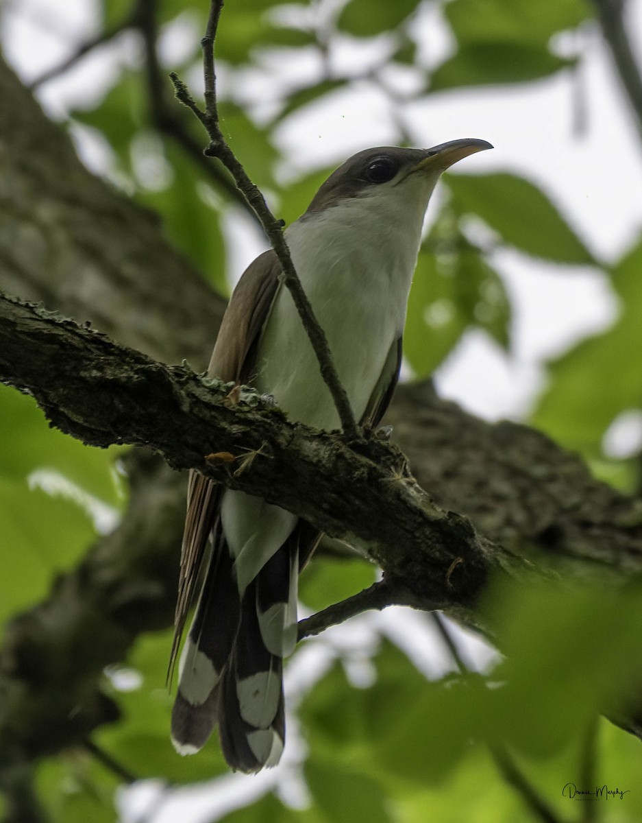 Yellow-billed Cuckoo - ML618458432