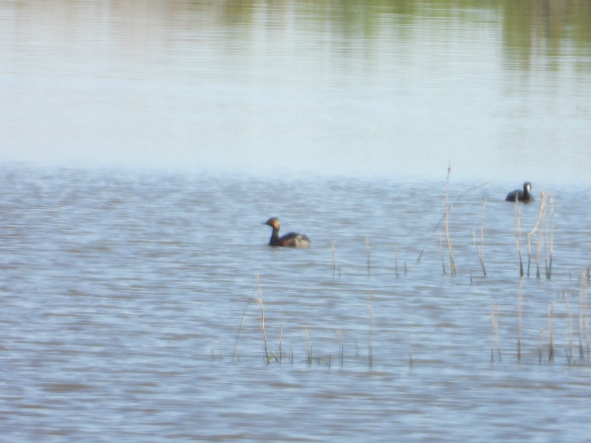 Eared Grebe - Bill Holland