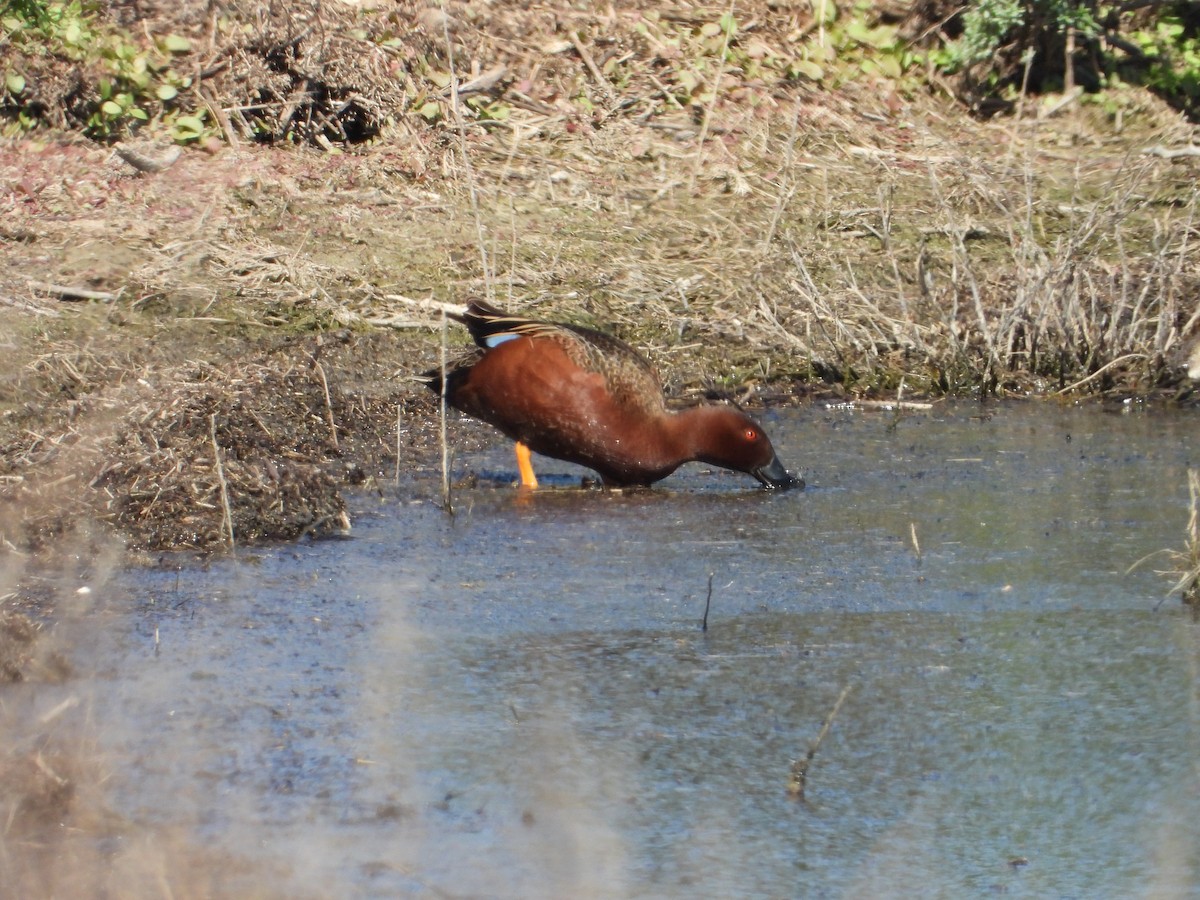 Cinnamon Teal - ML618458476