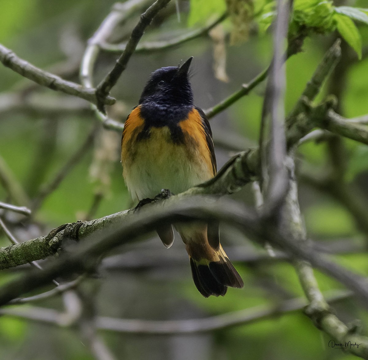 American Redstart - ML618458483