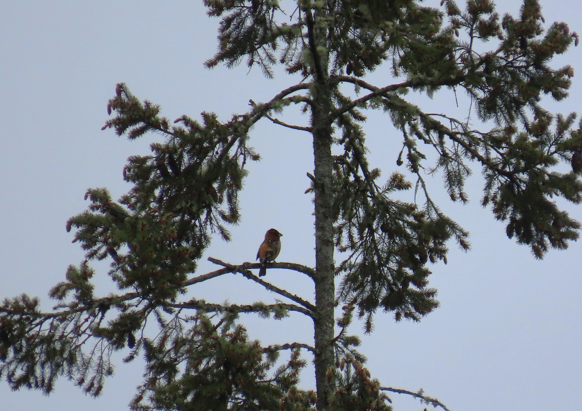 Black-headed Grosbeak - Diane Yorgason-Quinn