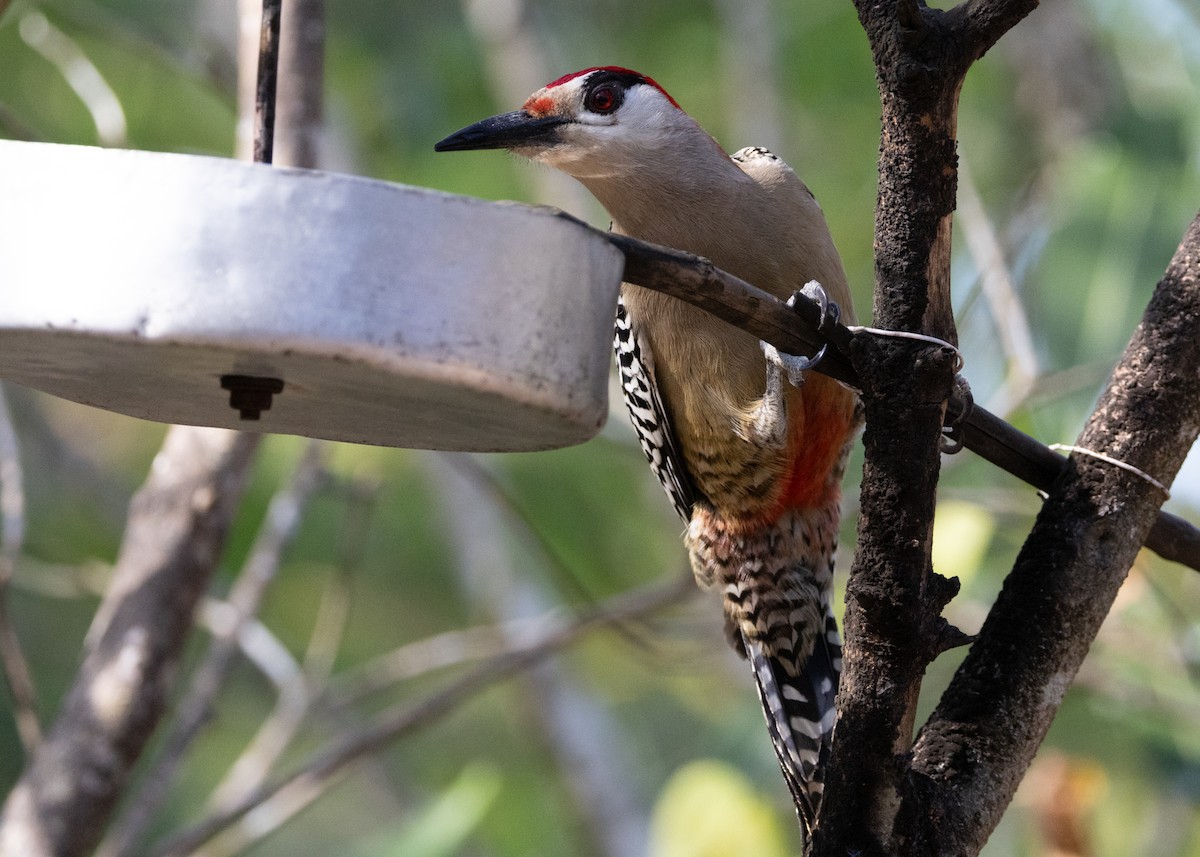 West Indian Woodpecker - Silvia Faustino Linhares