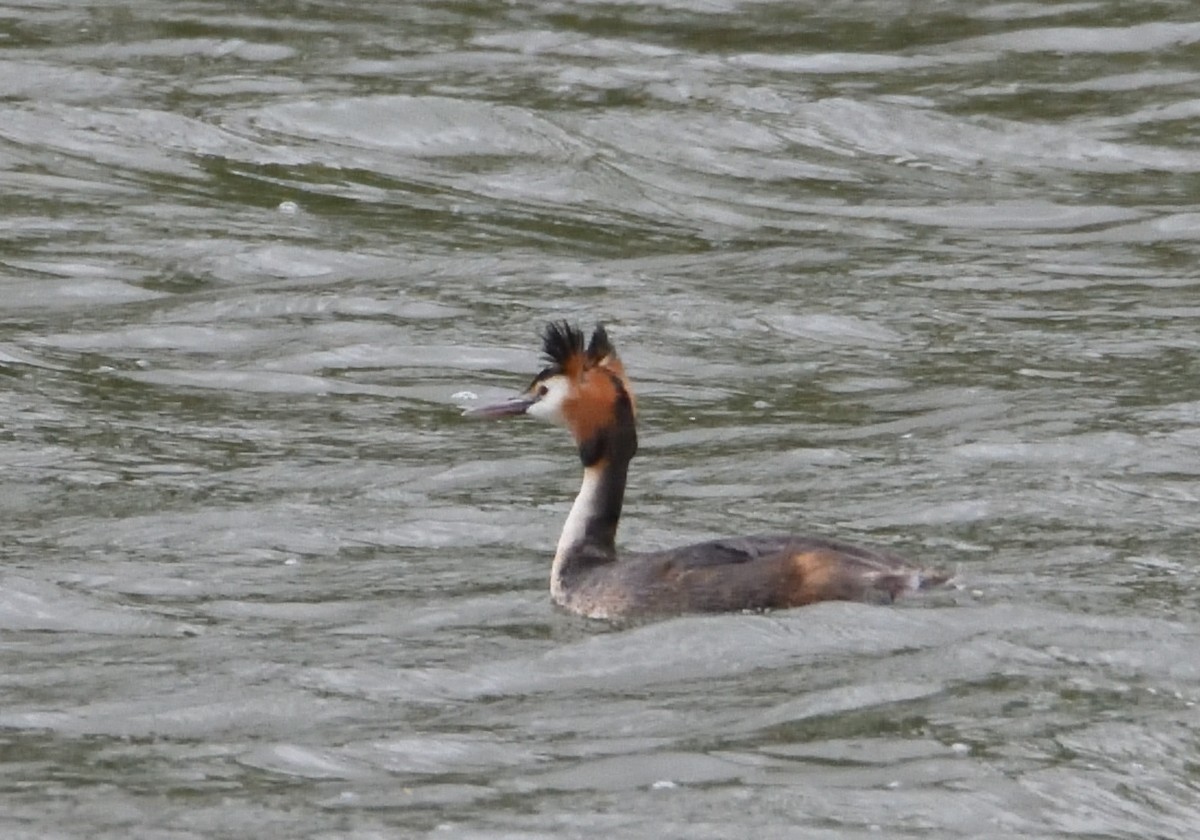 Great Crested Grebe - ML618458510