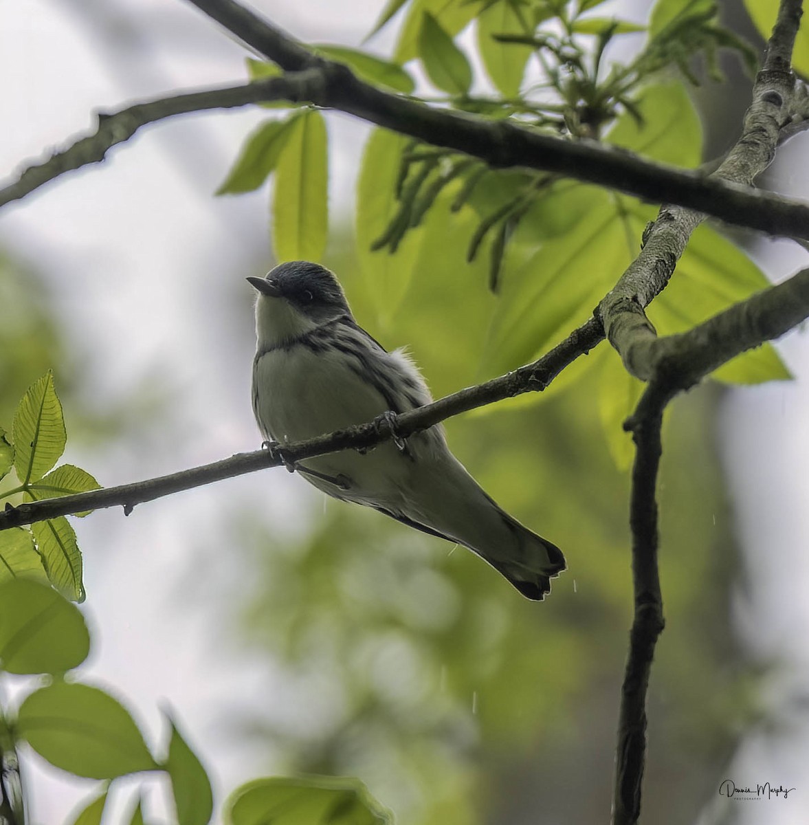 Cerulean Warbler - ML618458512