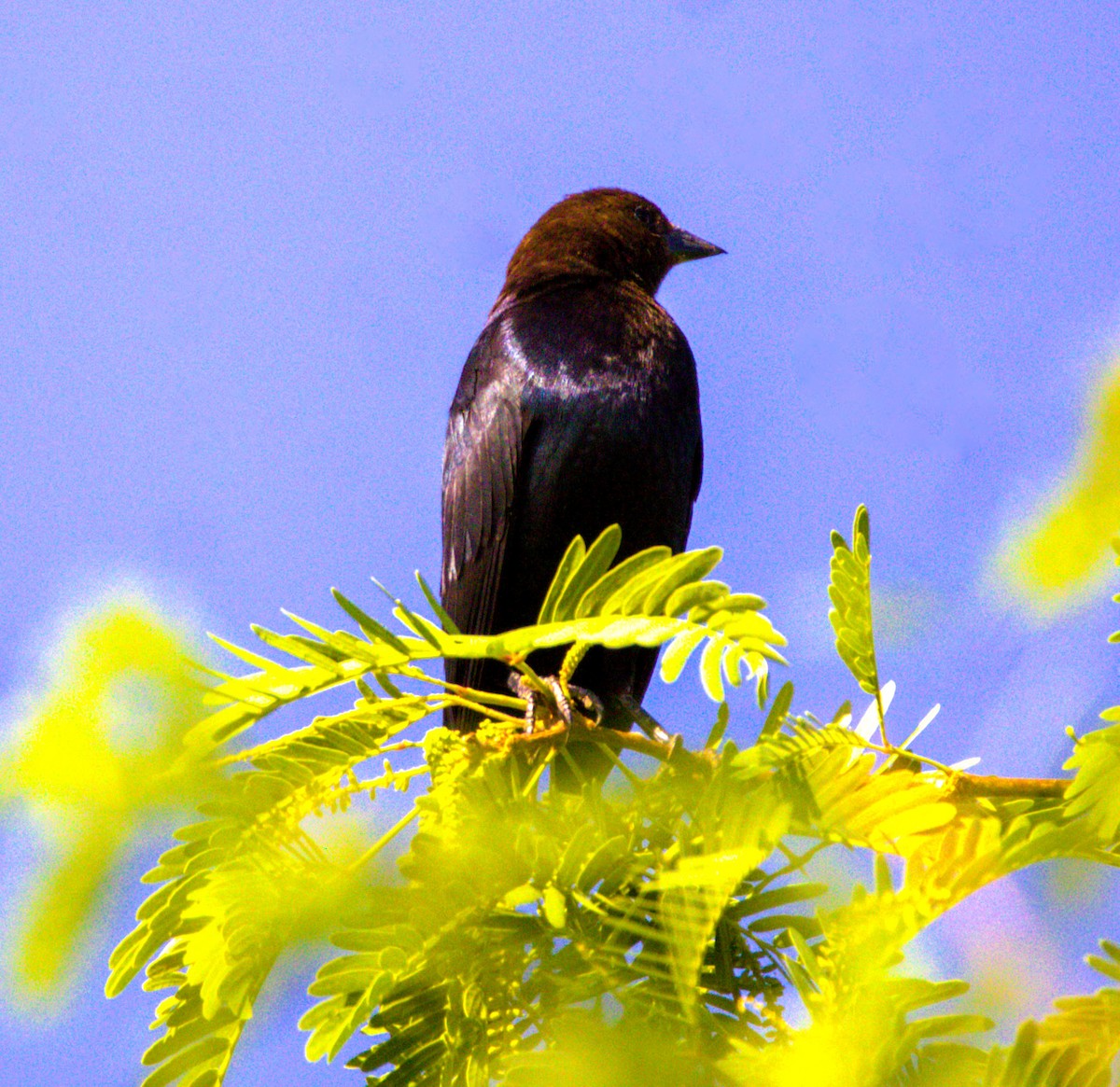 Brown-headed Cowbird - Don Carney