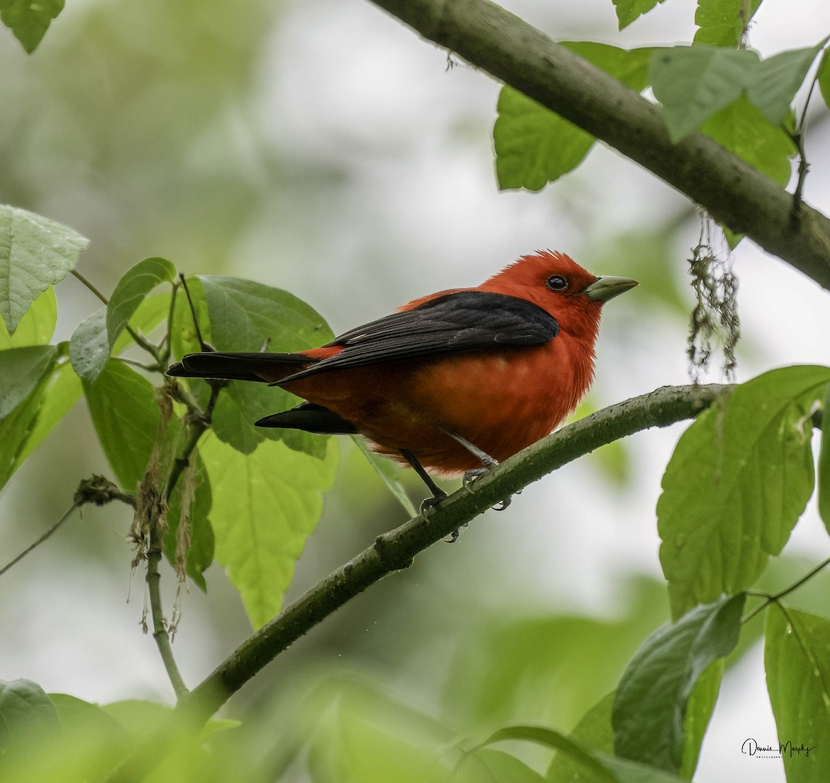 Scarlet Tanager - ML618458544