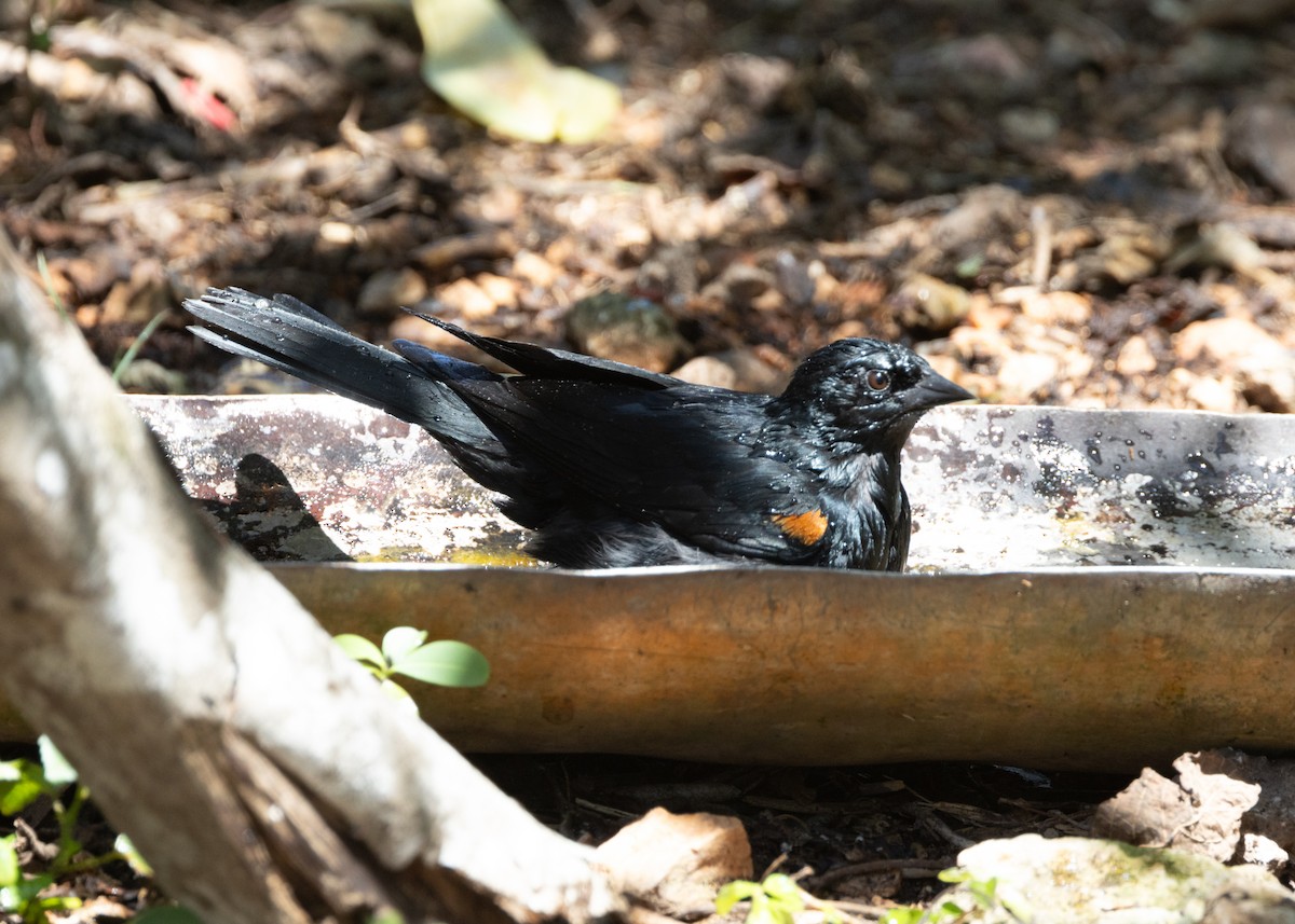 Tawny-shouldered Blackbird - Silvia Faustino Linhares