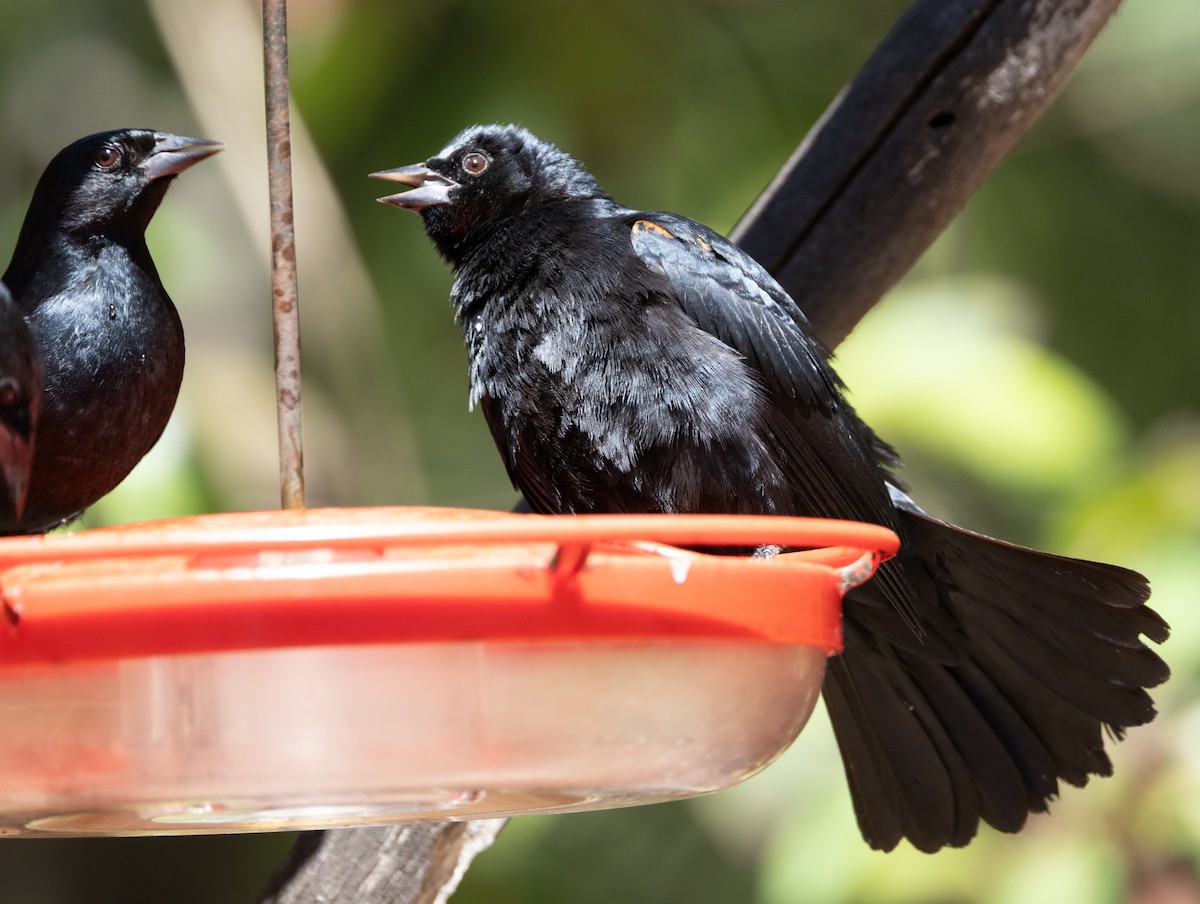 Tawny-shouldered Blackbird - Silvia Faustino Linhares