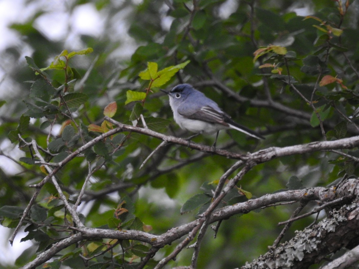 Blue-gray Gnatcatcher - ML618458569