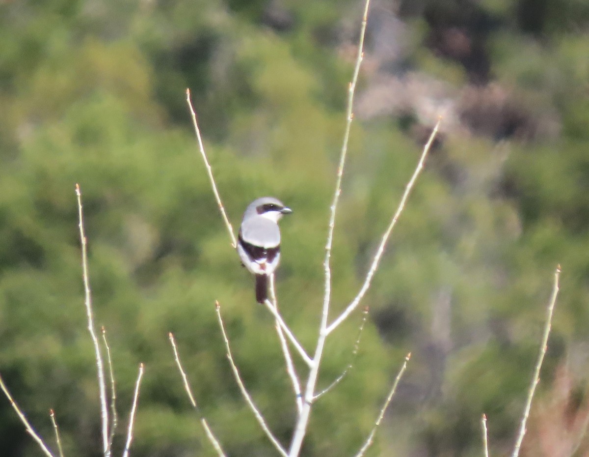 Loggerhead Shrike - Sandy Beranich