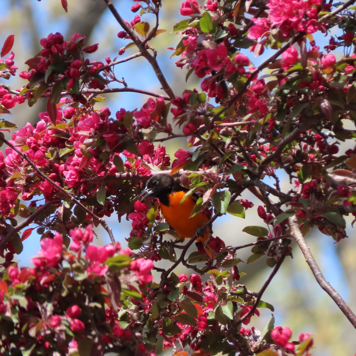 Baltimore Oriole - ML618458585