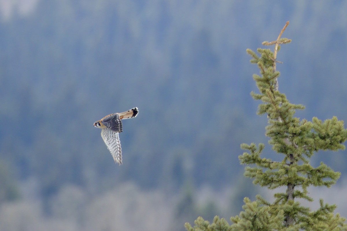 American Kestrel - ML618458612