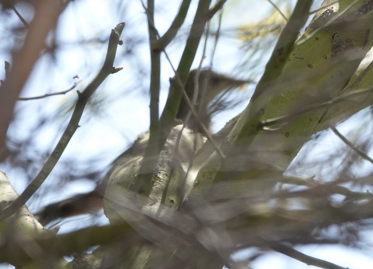 LeConte's Thrasher - Timothy Spahr