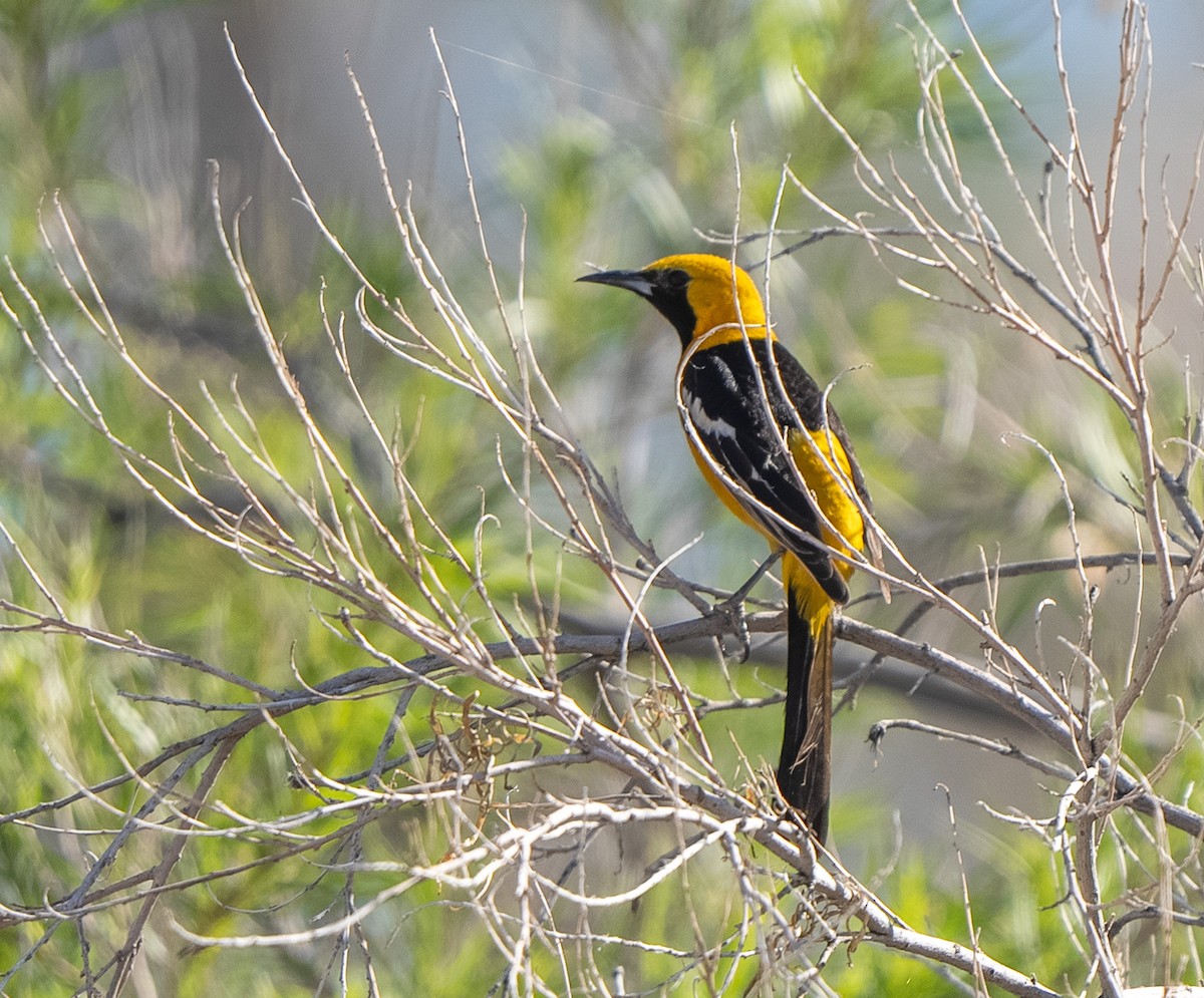 Hooded Oriole - Javier Vazquez