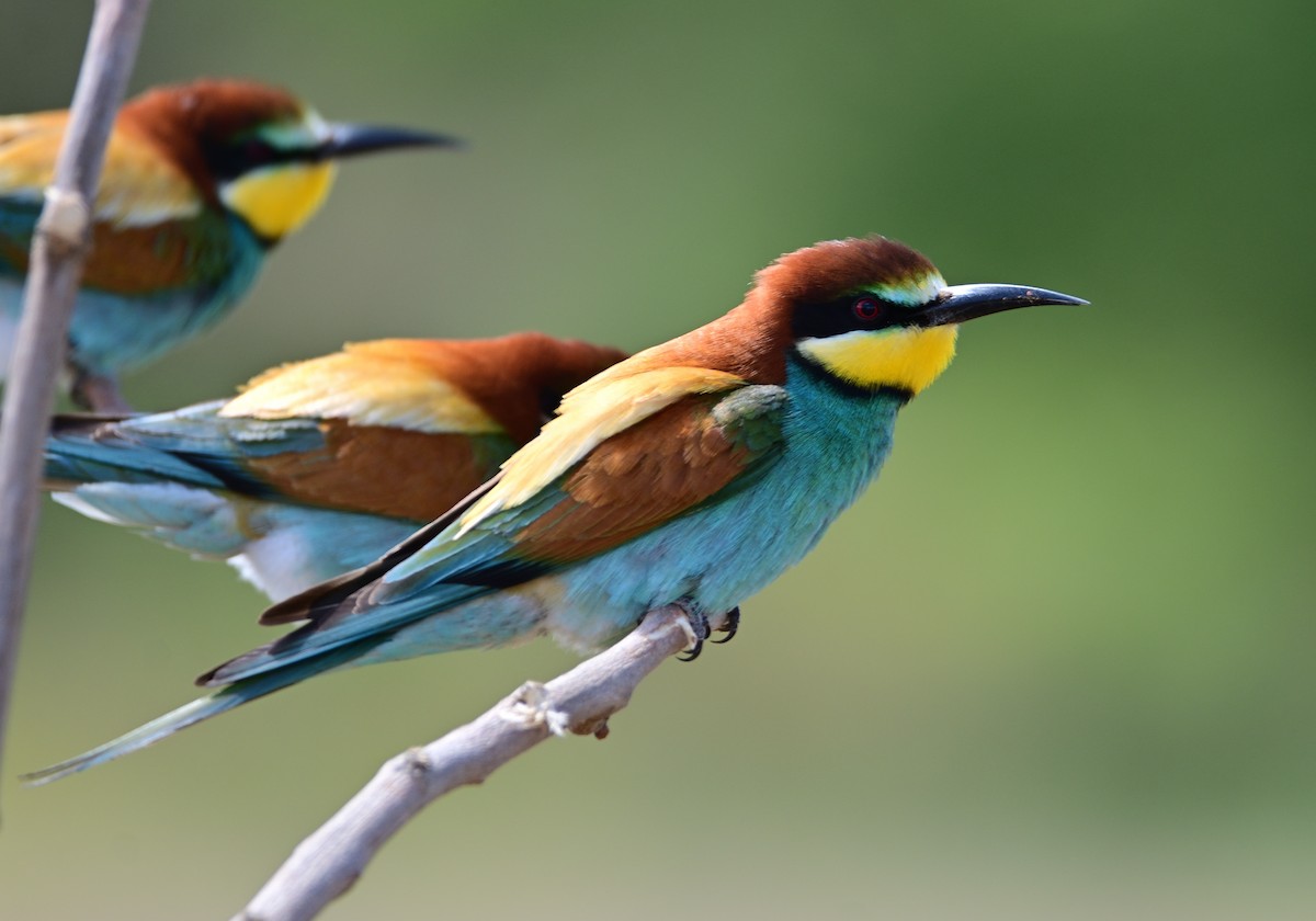 European Bee-eater - ML618458650