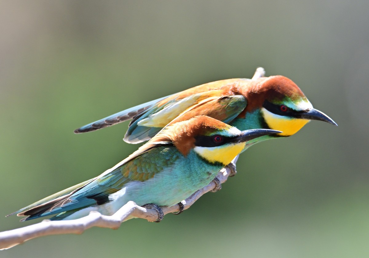 European Bee-eater - ML618458651
