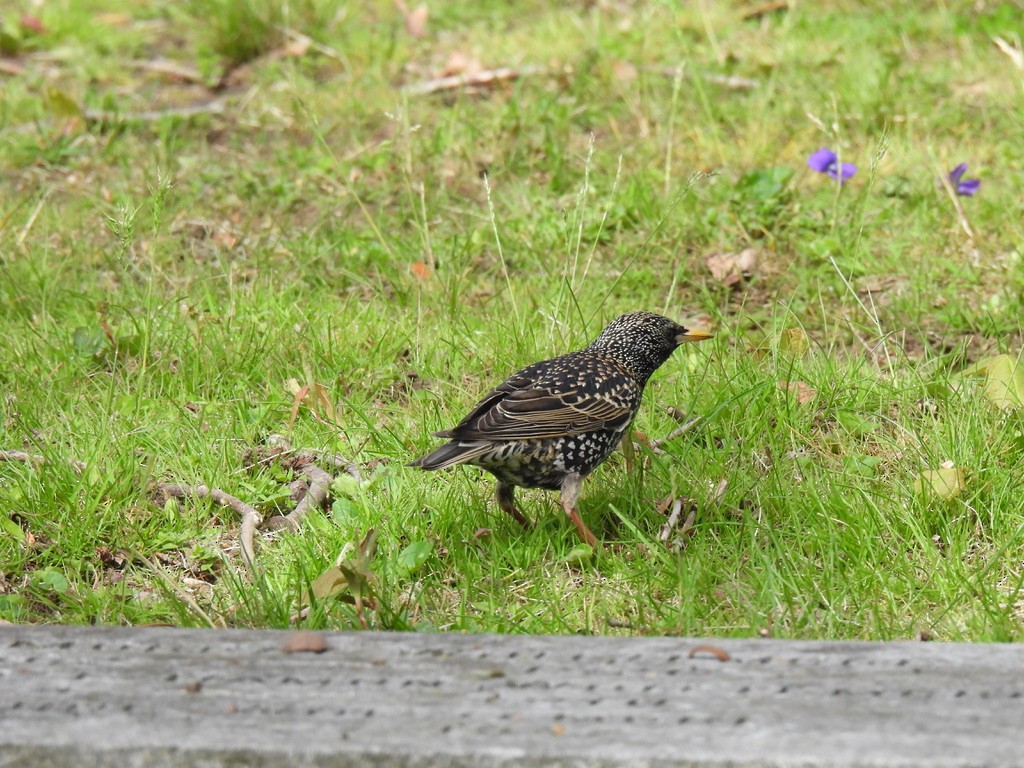 European Starling - Justin Barrett