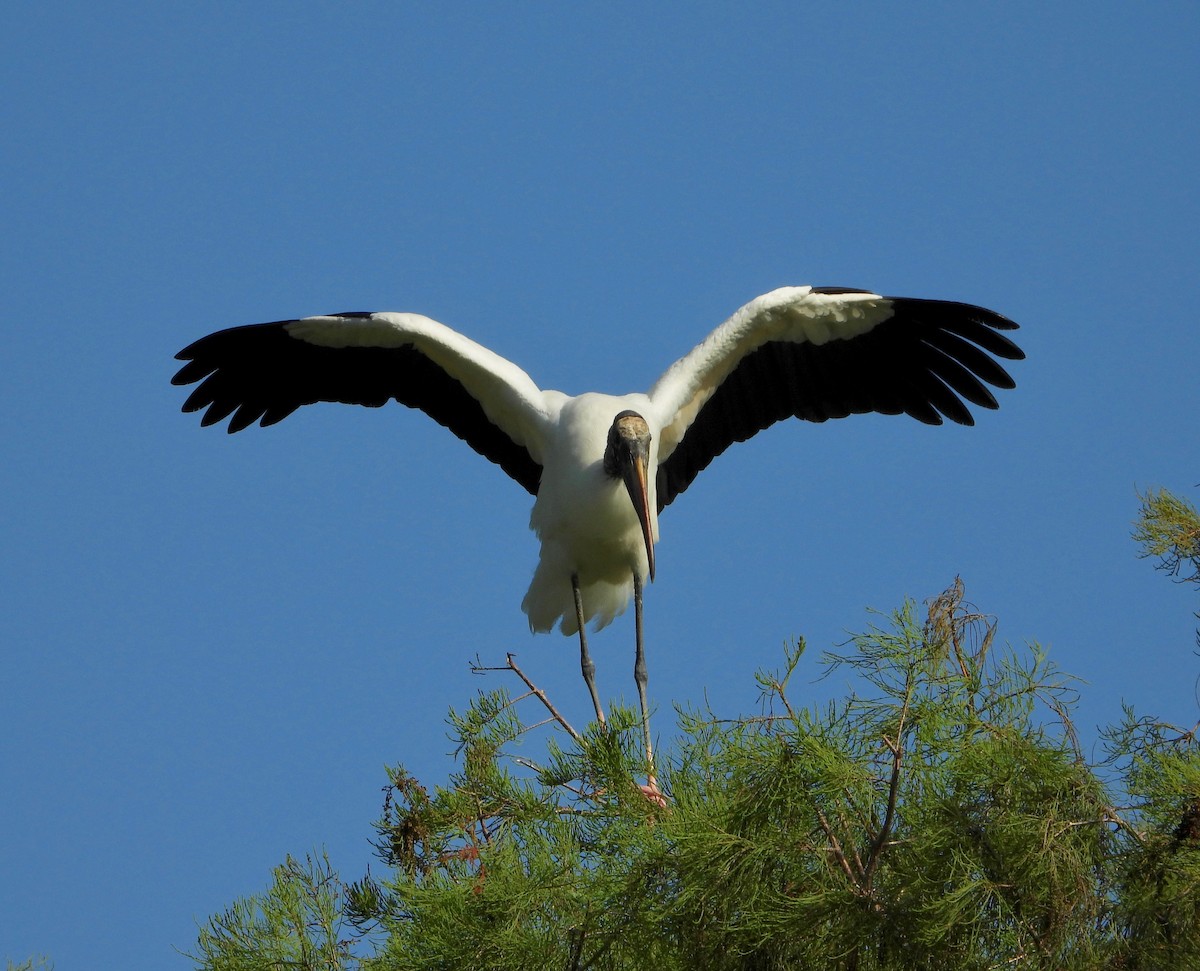 Wood Stork - Michelle Hanko