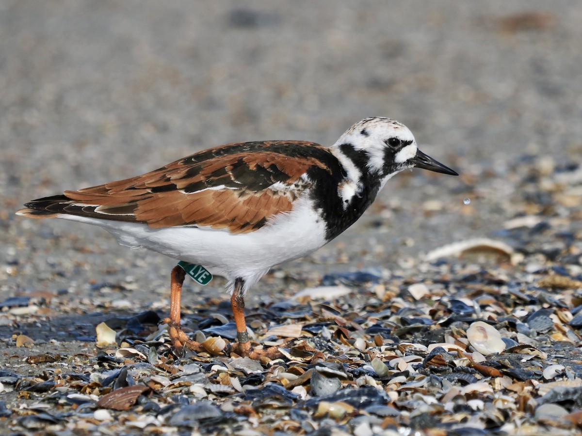 Ruddy Turnstone - John Skelton