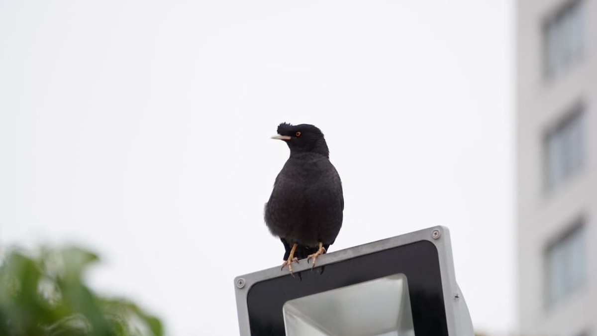 Crested Myna - Marcos Dening