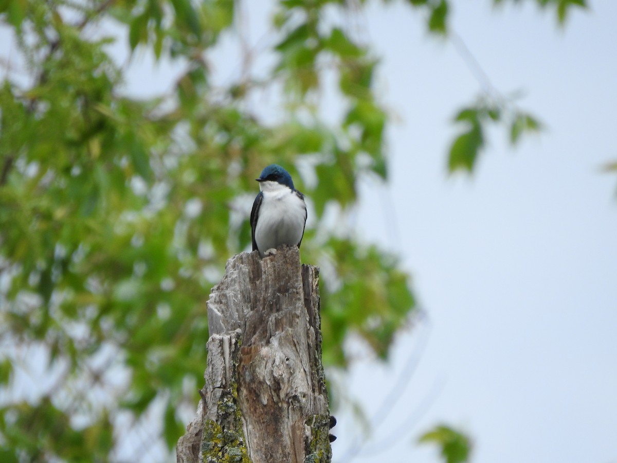 Tree Swallow - Joe Sudomir