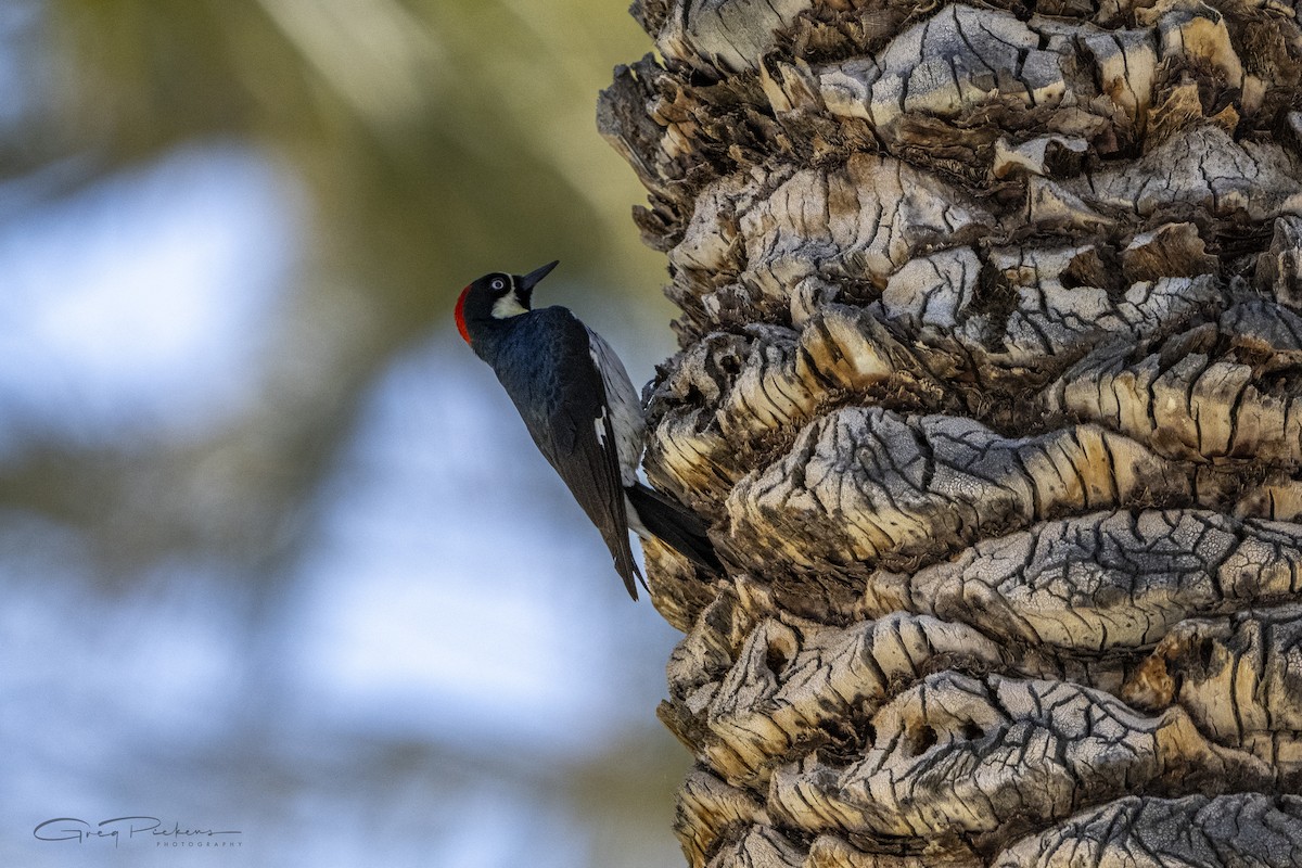 Acorn Woodpecker - ML618458725