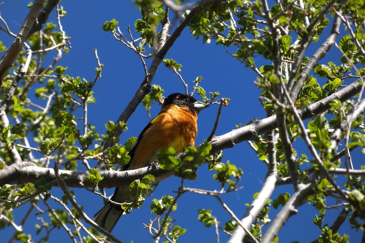 Cardinal à tête noire - ML618458731