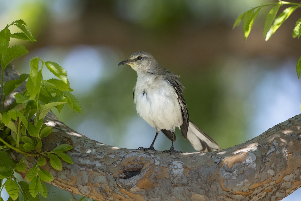 Northern Mockingbird - ML618458737